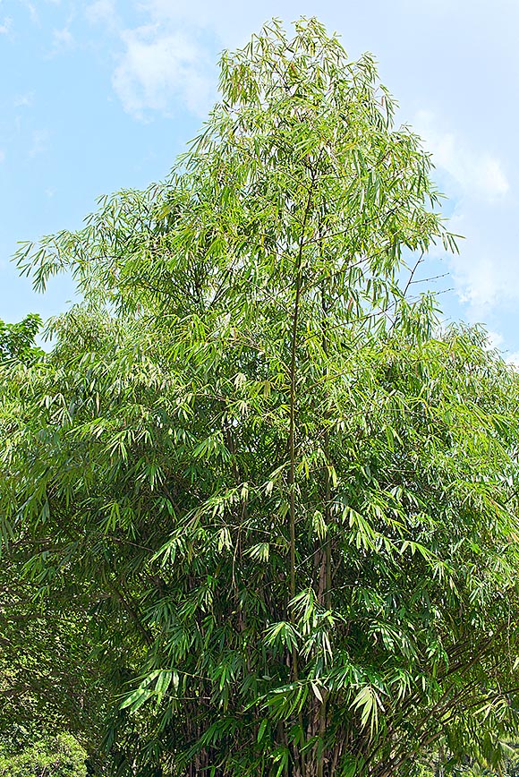 Gigantochloa ridleyi, Poaceae