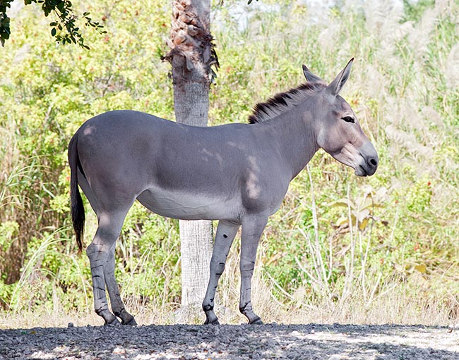 The Somali wild ass (Equus africanus somaliensis) is an ancestor of the domestic ass © Giuseppe Mazza