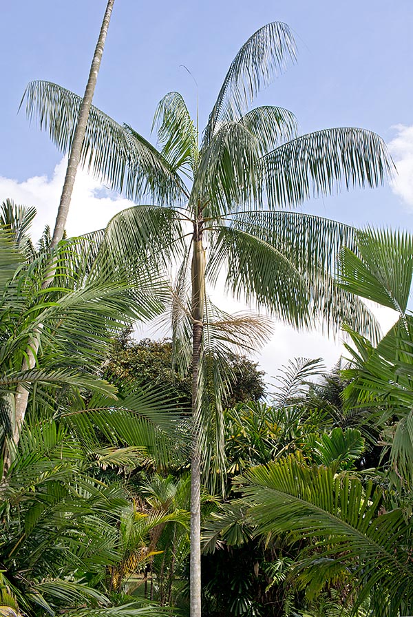 La Euterpe edulis es originaria de América del Sur tropical, el ápice vegetativo es comestible © G. Mazza