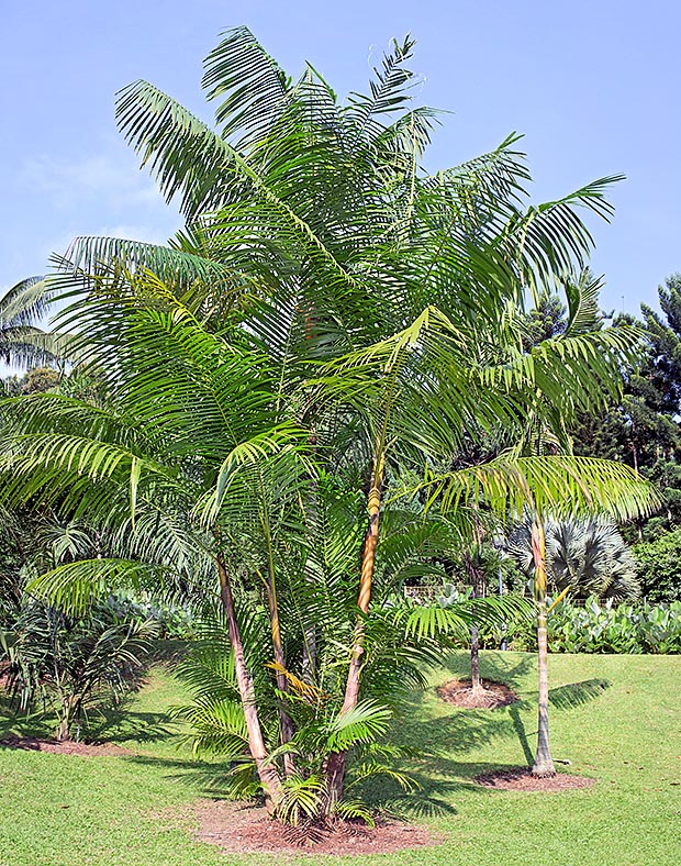 Cespiteuse, aux troncs de 20 m, l'Euterpe oleracea produit des fruits comestibles et les 
