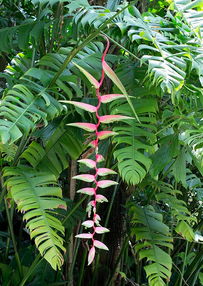 Heliconia chartacea, Heliconiaceae, pink flamingo heliconia
