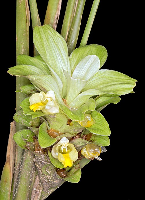 Curcuma longa es una especie herbácea perenne del sudeste asiático © Giuseppe Mazza