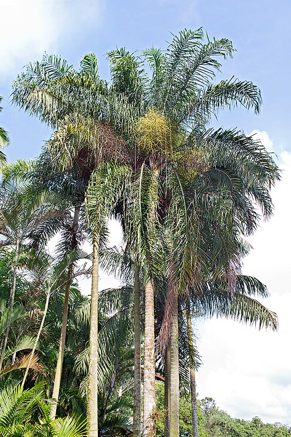 Solitaria o en cespos de 2-4 troncos, la Dypsis madagascariensis alcanza los 18 m © Giuseppe Mazza
