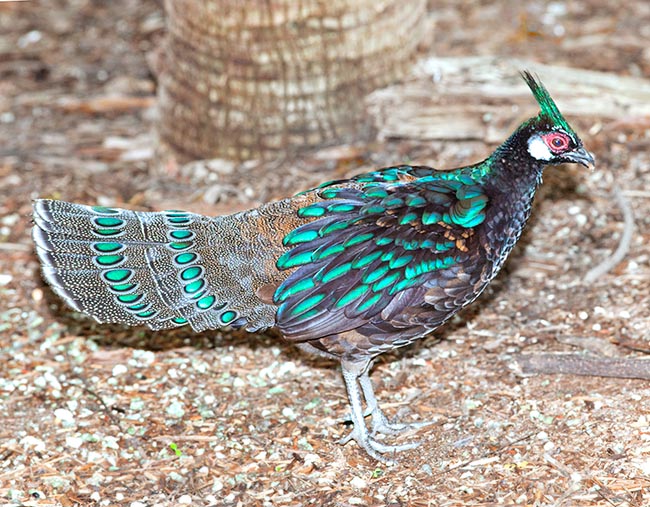Polyplectron emphanum lives in South-East Asia and belongs to pheasants family © Giuseppe Mazza