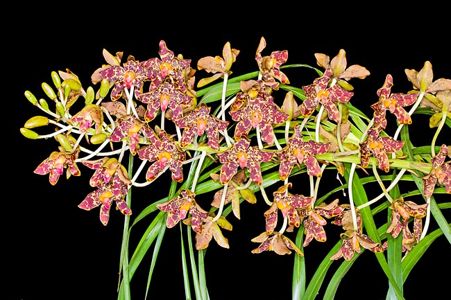 Cylindric pseudobulbs, even 3 m long and 5 cm broad, with showy 2 m inflorescences © Giuseppe Mazza