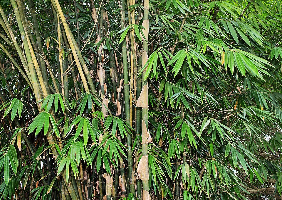 Gigantochloa ridleyi, Poaceae