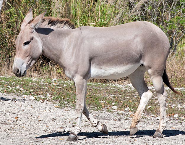 Equus africanus somalicus 