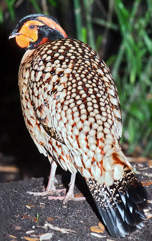 Specie vulnerabile con spettacolari parate nuziali © Giuseppe Mazza