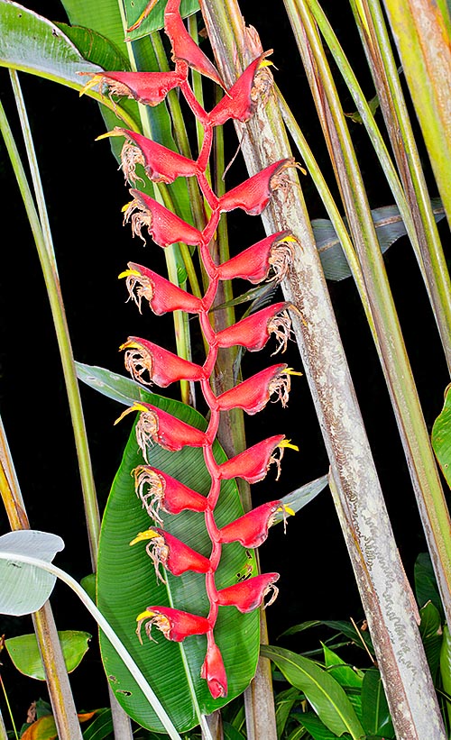 Heliconia longissima, Heliconiaceae