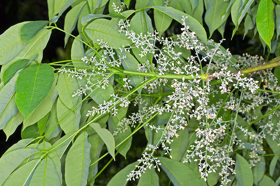 Le infiorescenze, lunghe 15-20 cm, sono pannocchie che spuntano sui rami giovani all’ascella delle foglie. I fiori, unisessuali, hanno un odore penetrante © G. Mazza