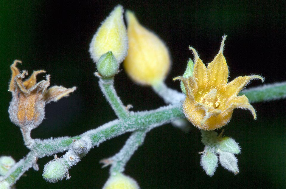 Detalle de una minúscula flor femenina a la derecha. La polinización, principalmente cruzada, es anemófila y entomófila © Giuseppe Mazza