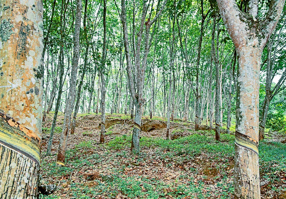 Une plantation de Hevea brasiliensis avec les incisions caractéristiques sur les troncs qui interceptent les canaux laticifères. Le bois a de très bonnes caractéristiques en ce qui concerne sa durée, sa résistance et sa facilité à être travaillé. Il est utilisé quand l’arbre a atteint un âge de 30 à 35 ans et n’est plus productif © Giuseppe Mazza