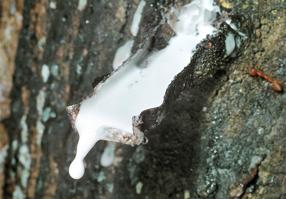 From the latex, plentiful at morning, they extract the natural rubber mainly used for tyre-making © Giuseppe Mazza