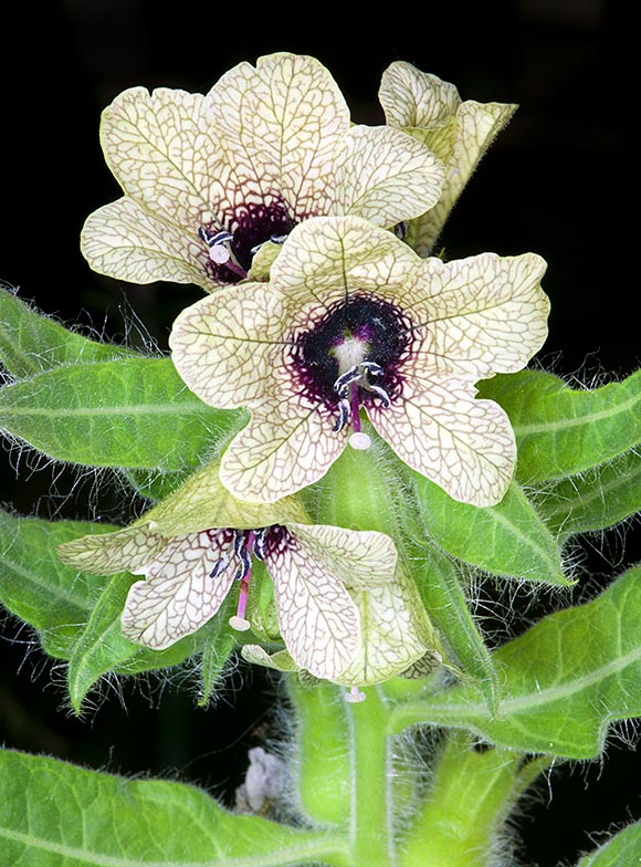 Les feuilles supérieures, sessiles, ont souvent de grandes dents © Giuseppe Mazza