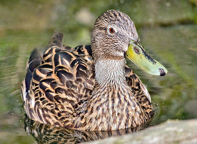 Le canard de Meller est une espèce endémique de Madagascar en voie de disparition © Giuseppe Mazza