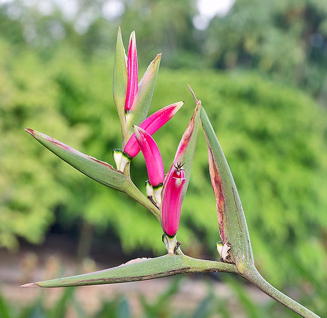 Heliconia metallica, Heliconiaceae,metallic heliconia, red leaf heliconia, shining bird of paradise 