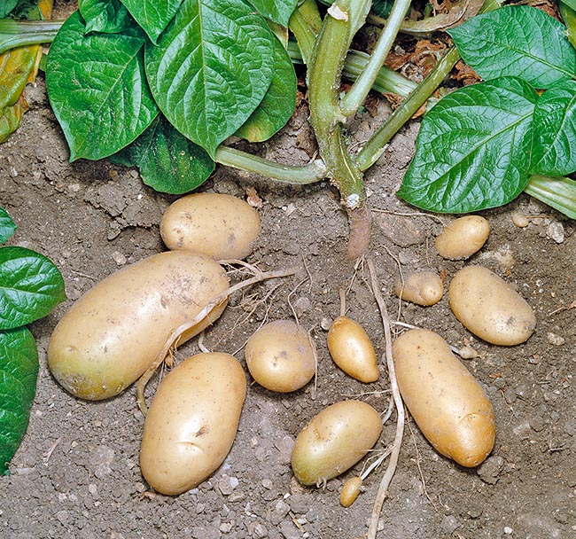 The tubers are rich in carbohydrates, also proteins, trace elements, vitamins, mainly C © Giuseppe Mazza