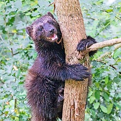 Gulo gulo Monaco Nature Encyclopedia