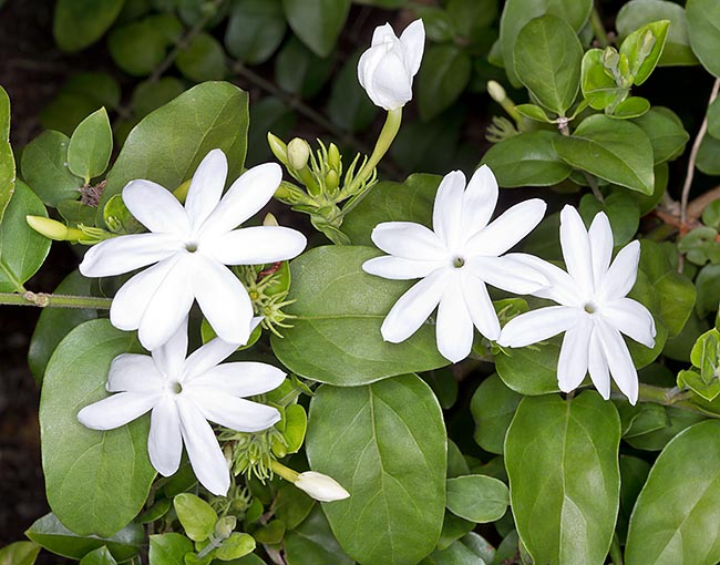 Jasminum multiflorum, Oleaceae, downy jasmine, hairy jasmine, star jasmine, winter jasmine 