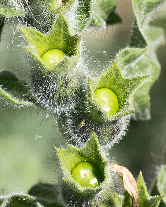 Il frutto, bruno a maturazione, è una capsula con molti piccoli semi reniformi © Giorgio Venturini