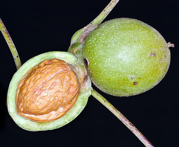 Juglans regia, Juglandaceae, nogal