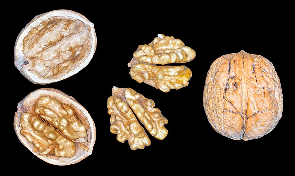 Juglans regia, Juglandaceae, Common walnut