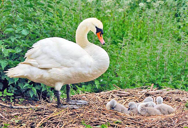Il nido è piuttosto grande. In genere vengono deposte 5-7 uova a distanza di 2 giorni © Patrizia Ricci