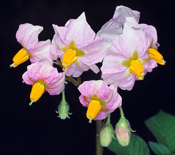 Les fleurs à 5 pétales : blanches, roses ou violettes, avec des étamines jaunes © Giuseppe Mazza