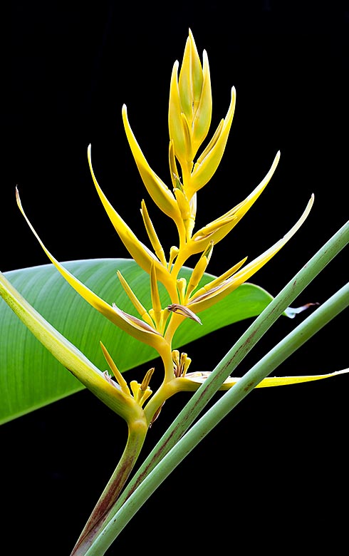Heliconia lingulata, Heliconiaceae, Patujú amarillo