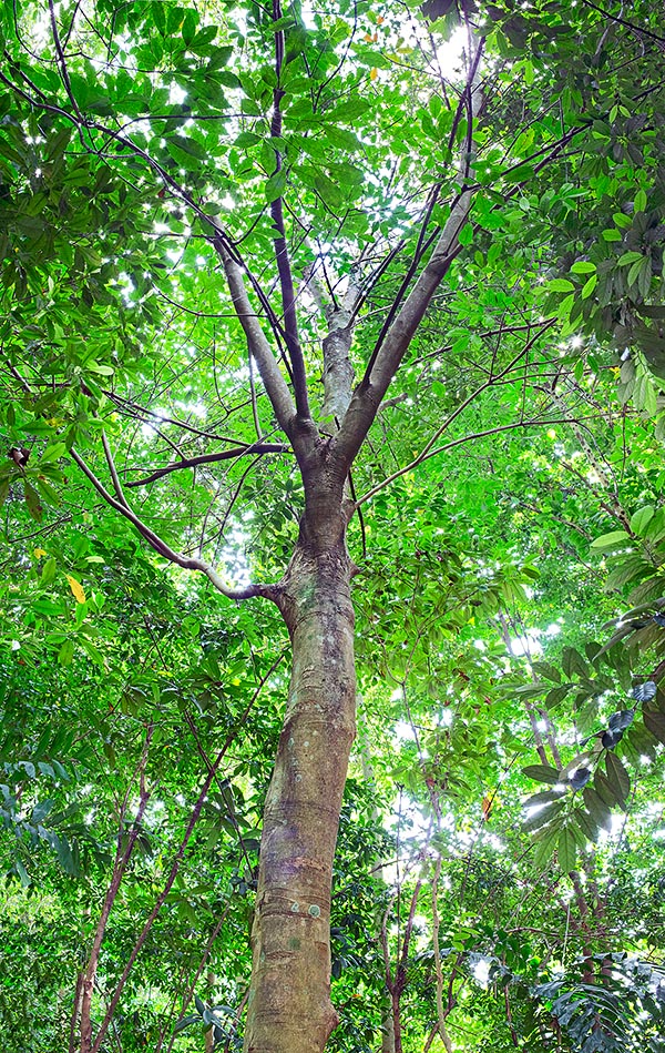 L'Hevea brasiliensis peut atteindre 25 à 40 m de haut et 1 m de diamètre © Giuseppe Mazza