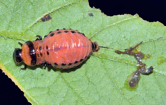 Comme l'indique la coloration aposématique des larves l'hémolymphe et les excréments sont toxiques pour de nombreux prédateurs © Giorgio Venturini