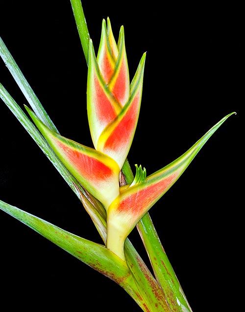 Heliconia wagneriana, Heliconiaceae