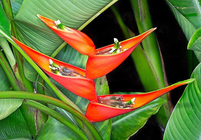 Heliconia stricta, Heliconiaceae