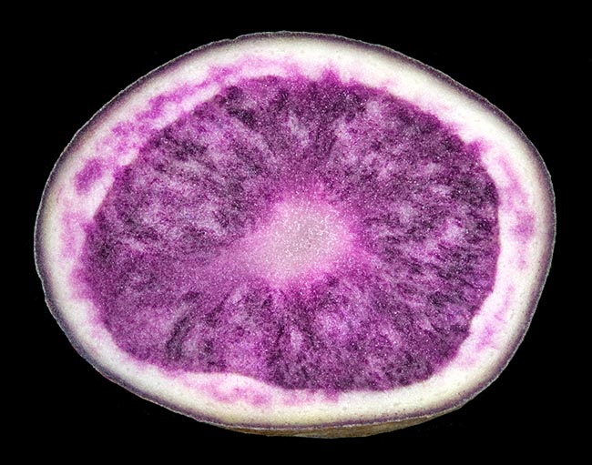 The 'Bleue d'Artois'. Odd variety, violet when cut turning blue while cooking © Giuseppe Mazza
