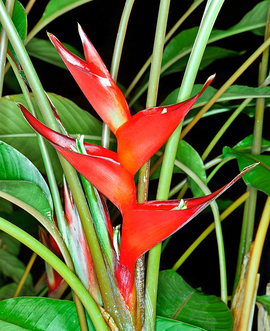 Heliconia stricta, Heliconiaceae