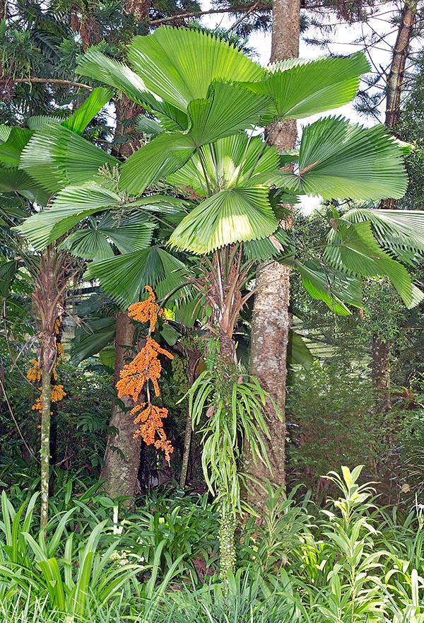 Licuala grandis, Arecaceae, licuala grande, palma abanico de Vanuatu, totuma