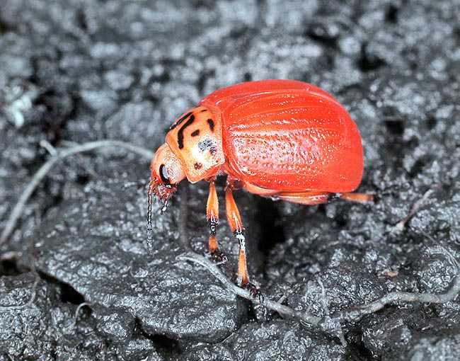 In 1-2 weeks the adults get out from the soil. Here is an odd red elytra variant © Giuseppe Mazza
