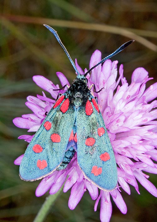 Zygaena transalpina has the red spots with no contour and well detached © G. Mazza