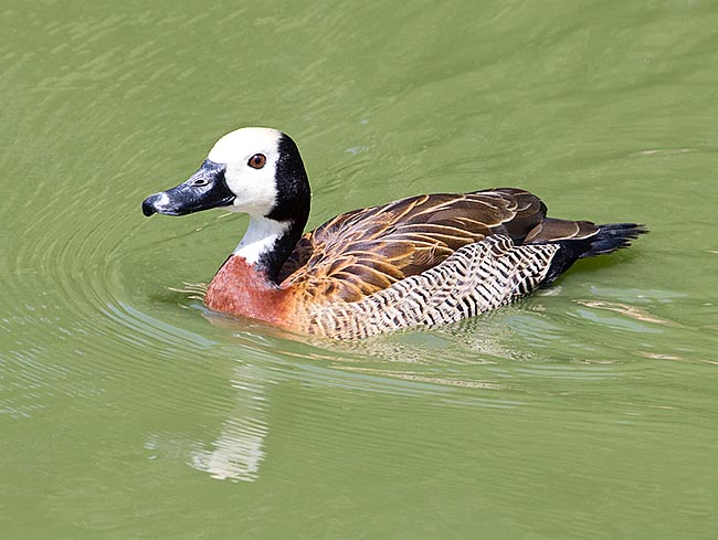 Like all whistling ducks, it swims straight and can count thousands of specimens flocks © Giuseppe Mazza
