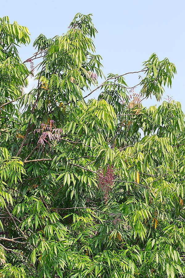 Originaire de l'Indonésie et de la Malaisie la Lepisanthes alata à de 4 à 10 m de haut © Giuseppe Mazza