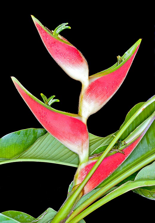 Heliconia orthotricha, Heliconiaceae