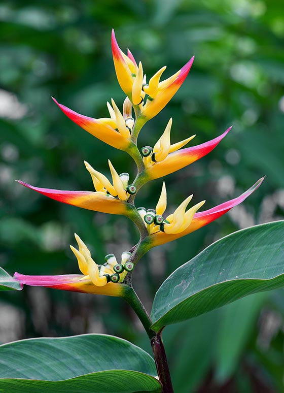 Heliconia schumanniana, Heliconiaceae