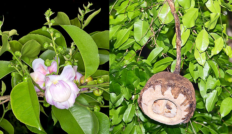 Detalle de la inflorescencia y del gran fruto péndulo. El pixidio leñoso es a menudo usado para elaborar diversos artículos artesanales © Giuseppe Mazza