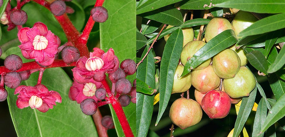 Détail des fleurs poupres et des fruits qui deviennent brillants et flamboyants à maturité pour attirer l'attention des oiseaux qui assurent la dispersion des graines © Giuseppe Mazza