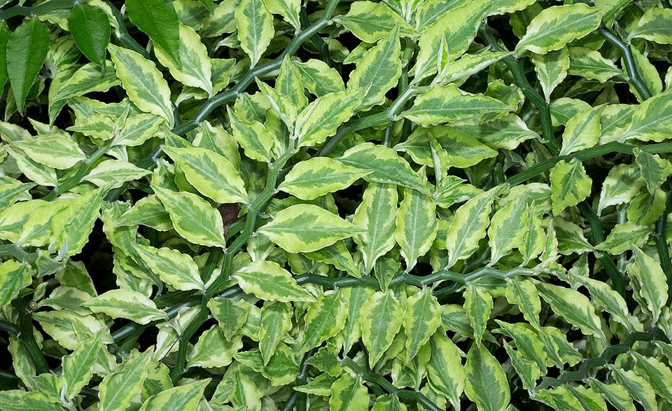 Euphorbia tithymaloides, Euphorbiaceae