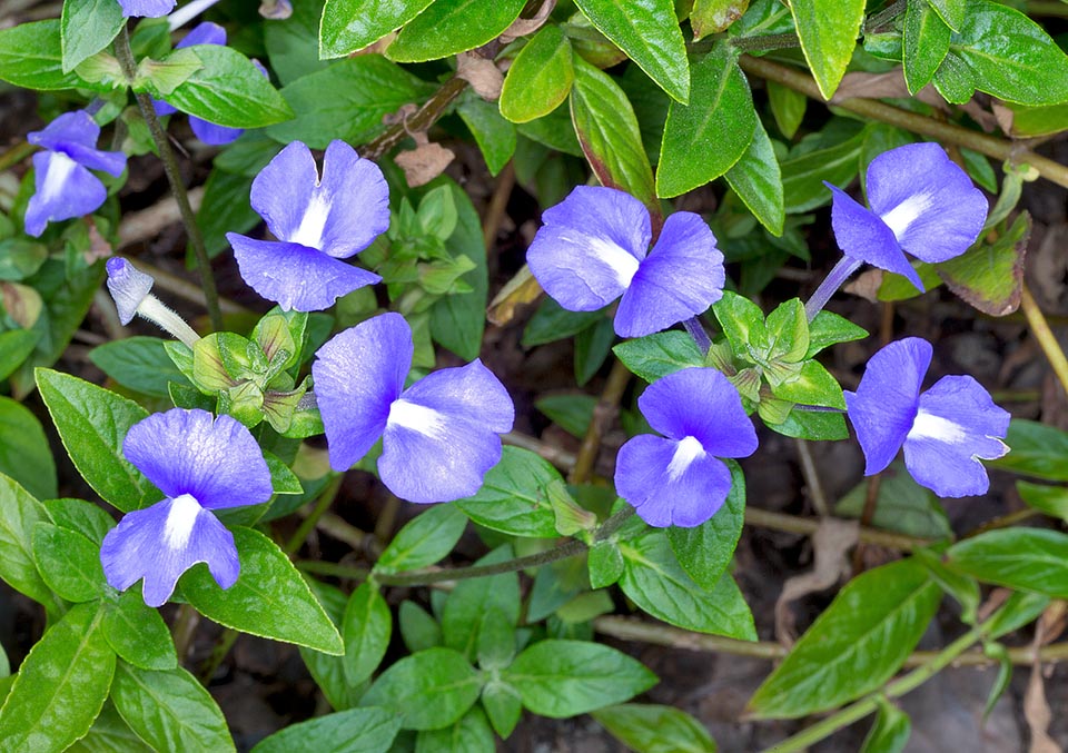 Achetaria azurea es una herbácea perenne brasileña con insólitas corolas entre el azul violáceo y el púrpura. Larga floración y creciente éxito hortícola © G. Mazza