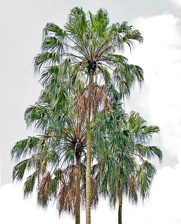 Con su tronco delgado de 20-50 cm la Livistona saribus alcanza los 30 m de altura © Giuseppe Mazza