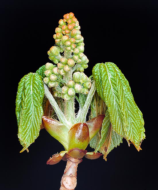 Aesculus hippocastanum, Sapindaceae, Ippocastano