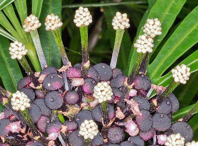 Close-up of the inflorescence complex structure with false fruits and terminal capitula © Giuseppe Mazza