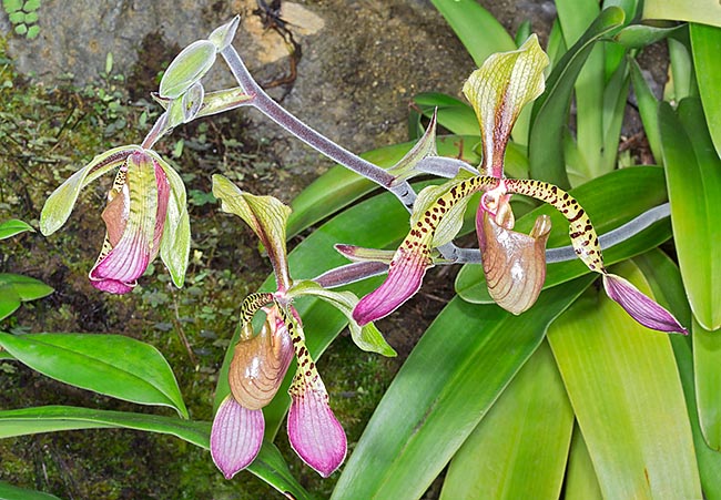 Epiphytic and lithophytic South Asian, Paphiopedilum lowii has 20-25 cm linear elliptic leaves © Giuseppe Mazza